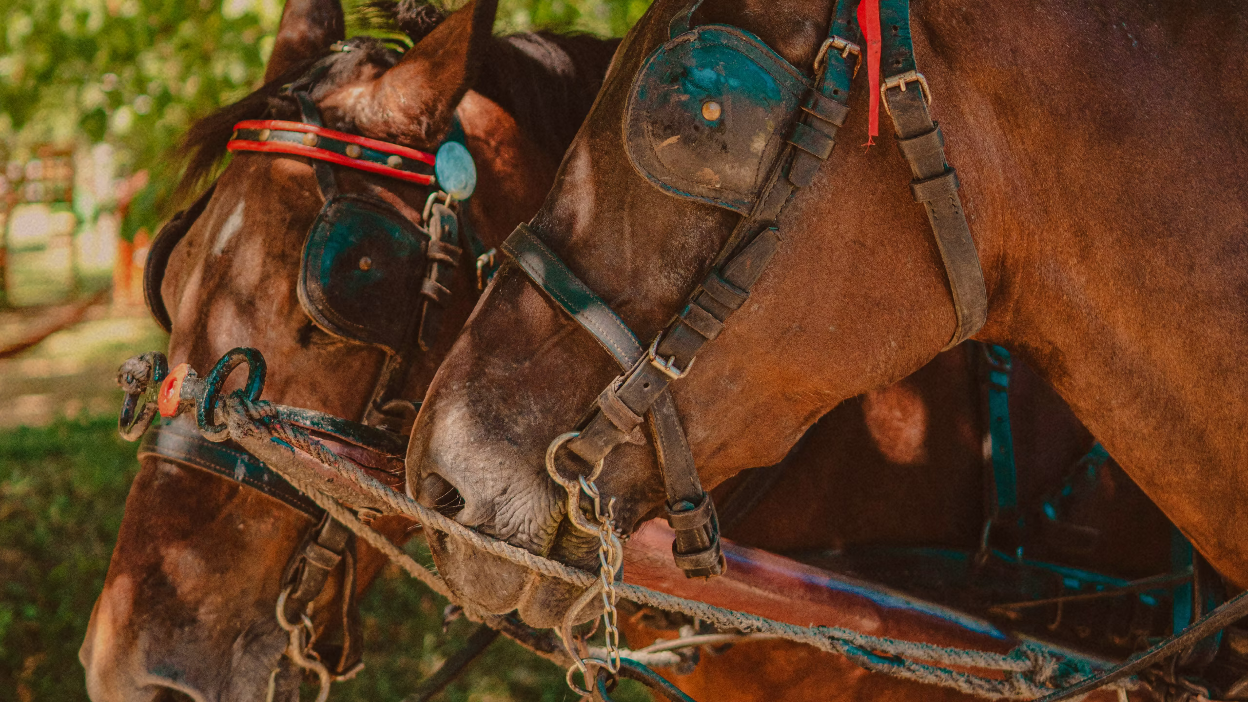 Imagen de Gestión Estratégica del Potencial del Caballo